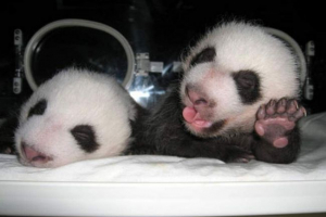 V jednom z rezervy číny se narodil panda panda V jednom z rezervy číny se narodil panda panda